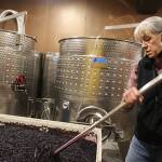 Rita Comfort punches down cabernet sauvignon grapes at Comforts of Whidbey Winery after the October 2019 harvest. Photo by Wendy Leigh / South Whidbey Record