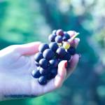 Grape harvesting winds down at Whidbey wineries