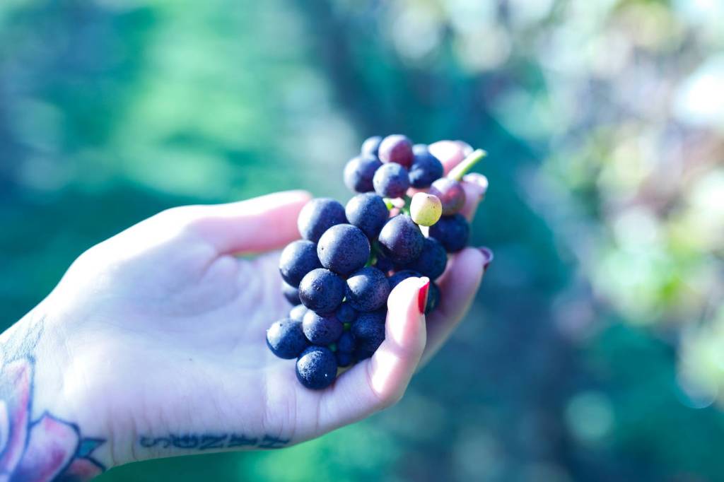 Grape harvesting winds down at Whidbey wineries