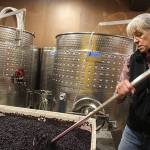 Grape harvesting winds down at Whidbey wineries