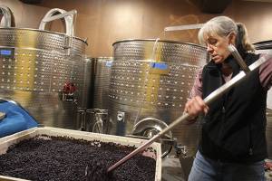 Grape harvesting winds down at Whidbey wineries