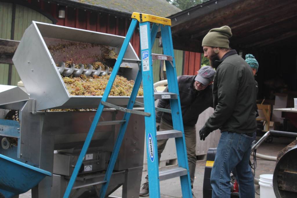 Sean Karamanyah, forefront, helps Whidbey Island Winery owner Greg Osenbach process grapes during 2019 vineyard harvest, Oct. 2019. Photo by Wendy Leigh / South Whidbey Record