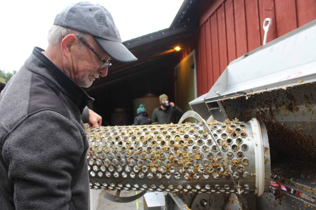 Grape harvesting winds down at Whidbey wineries