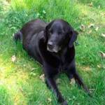 Pet detective looks to afterlife to help find Tank
