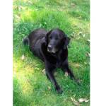 Pet detective looks to afterlife to help find Tank