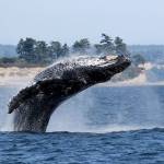 Photo courtesy of Jill Hein                                A female humpback whale, Zephyr, near Double Bluff beach.
