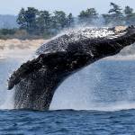 Sound Waters makes waves