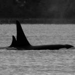 Photo courtesy of Debbie Stewart                                Orcas J26 and J42 on Dec. 25, near Glendale Beach. J26 is an adult male known as Mike, who spends some quality time traveling very closely with his younger sister J42 known as Echo.