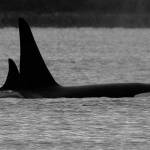 Orcas visit Whidbey waters just in time for the holidays