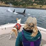 Dog handler Julianne Ubigau and scat dog Eba observe orcas on a research trip. Eba will be in Coupeville for the annual Ways of the Whales workshop Saturday. Photo provided. NMFS/MMPA Permit No. 22141