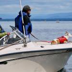 Project local lead Deborah Giles, principal investigator Sam Wasser and scat dog Eba search for orca poop. Giles and Eba will be at the annual Ways of the Whales workshop Saturday.Photo provided. NMFS/MMPA Permit No. 22141