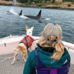 Orca poo, salmon restoration focus of workshop