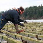 Mussel farm forced to end Quilcene operation