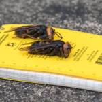 Photo provided by the Washington State Department of Agriculture                                A closeup of the Asian hornets destructive mandibles.