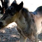 Photo by Kira Erickson/Whidbey News-Times                                Young filly Belle is one of four Dales pony foals to be born this month at Cascadia Heritage Farm in North Whidbey.