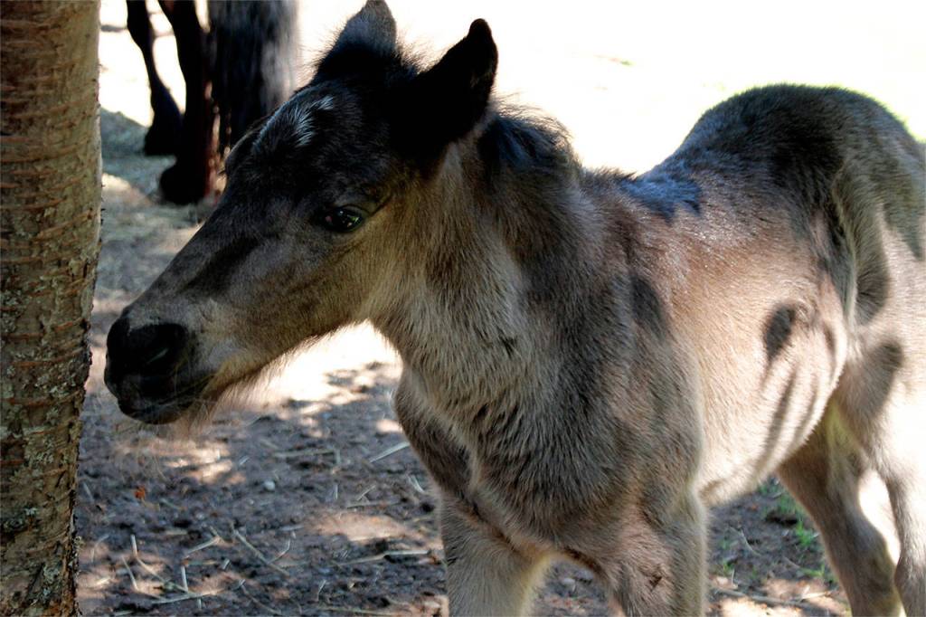 Photo by Kira Erickson/Whidbey News-Times                                Young filly Belle is one of four Dales pony foals to be born this month at Cascadia Heritage Farm in North Whidbey.
