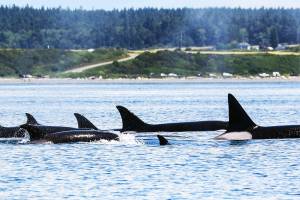 Group of orca pods spotted off Ebey’s Landing