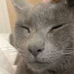 Justice sought for cat injured with fireworks