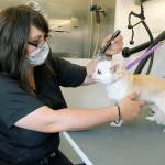 New wheels add shine to grooming biz