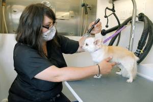 New wheels add shine to grooming biz