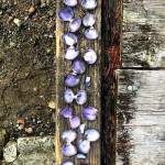 West Whidbey, Deception Pass closed to shellfish harvesting because of biotoxins