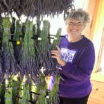 Rockin’ a Hard Place | Sarah Richards: growing lavender and setting down roots