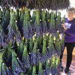 Rockin’ a Hard Place | Sarah Richards: growing lavender and setting down roots