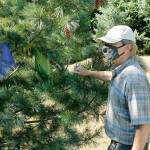 Earth Sanctuary owner and founder Chuck Pettis stands beside a tree dedicated to his sister, Lydia Pettis. Chuck Pettis is offering others the chance to honor a loved one with the purchase of a memorial tree. Photo by Kira Erickson/Whidbey News-Times.