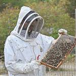 Ryan Nefcy removed these bees from the Roller Barn in Oak Harbor earlier this summer and added them to his 30 bee hives. Photo by Emily Gilbert/Whidbey News-Times.