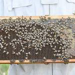 Ryan Nefcy harvests some of the honey from his 30 bee hives to sell at the farmstand in front of his home in Coupeville. Photo by Emily Gilbert/Whidbey News-Times.