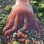 Scientists from across the United States have been sucked in to the challenge to identify this kraken-like creature found at Ebeys Landing. The consensus is that it is a seven-armed octopus. Photo by Ron Newberry.