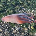 Possible ‘seven-armed octopus’ found on beach at Ebey’s Landing