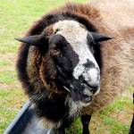 Romeo is the only known ram within Langley city limits. Photo by Kira Erickson/Whidbey News-Times