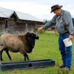 Langley celebrity Romeo has been told by his doctor he needs to cut the snacking. Vance Tillman, right, manages the rams care and is asking for people who bring offerings of food to place them in a bucket outside of Romeos fence instead of inside the enclosure. Photo by Kira Erickson/Whidbey News-Times