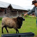 Popular Langley ram must cut snacks, shed dad bod