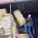 Wailon Starling was part of the volunteers who loaded hundreds of 80-pound hay bales onto a trailer destined for Eastern Washington farmers in need. Photo by Emily Gilbert/Whidbey News-Times