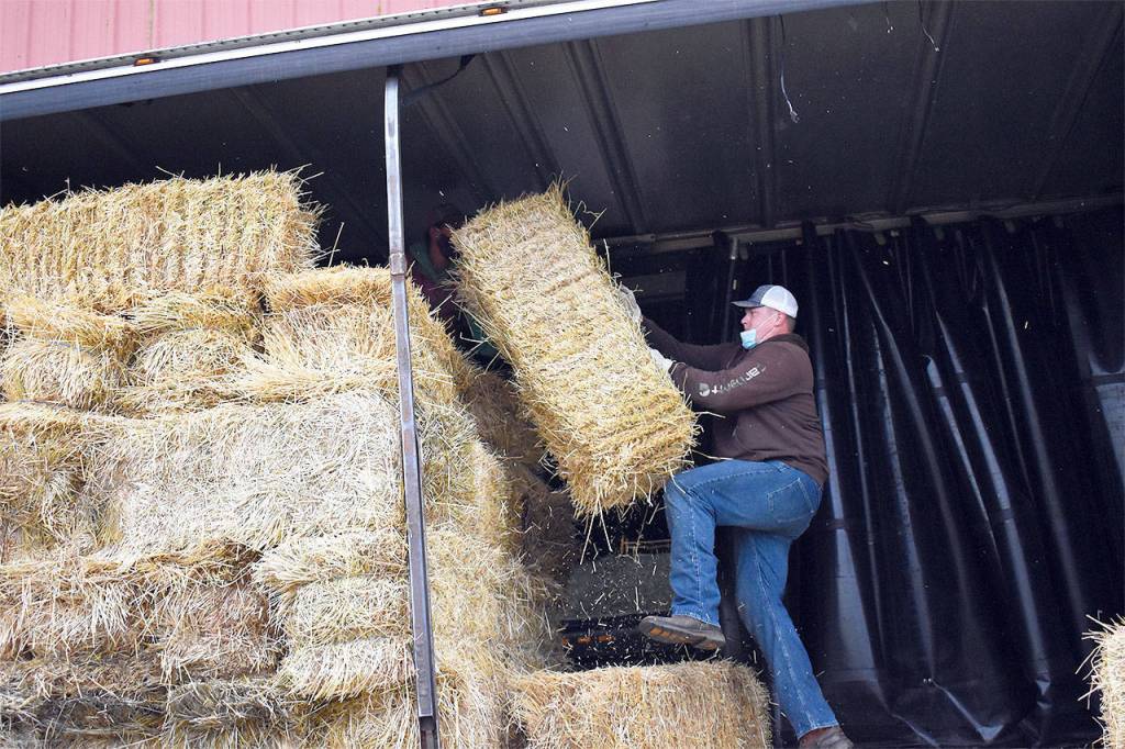 Wailon Starling was part of the volunteers who loaded hundreds of 80-pound hay bales onto a trailer destined for Eastern Washington farmers in need. Photo by Emily Gilbert/Whidbey News-Times