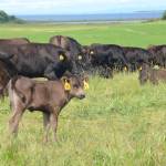 Photo by Ron Newberry