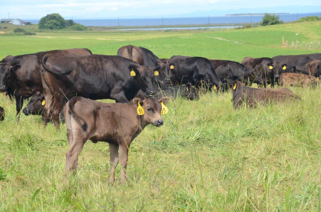 Photo by Ron Newberry