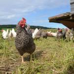 Rooster
Photo by Ron Newberry