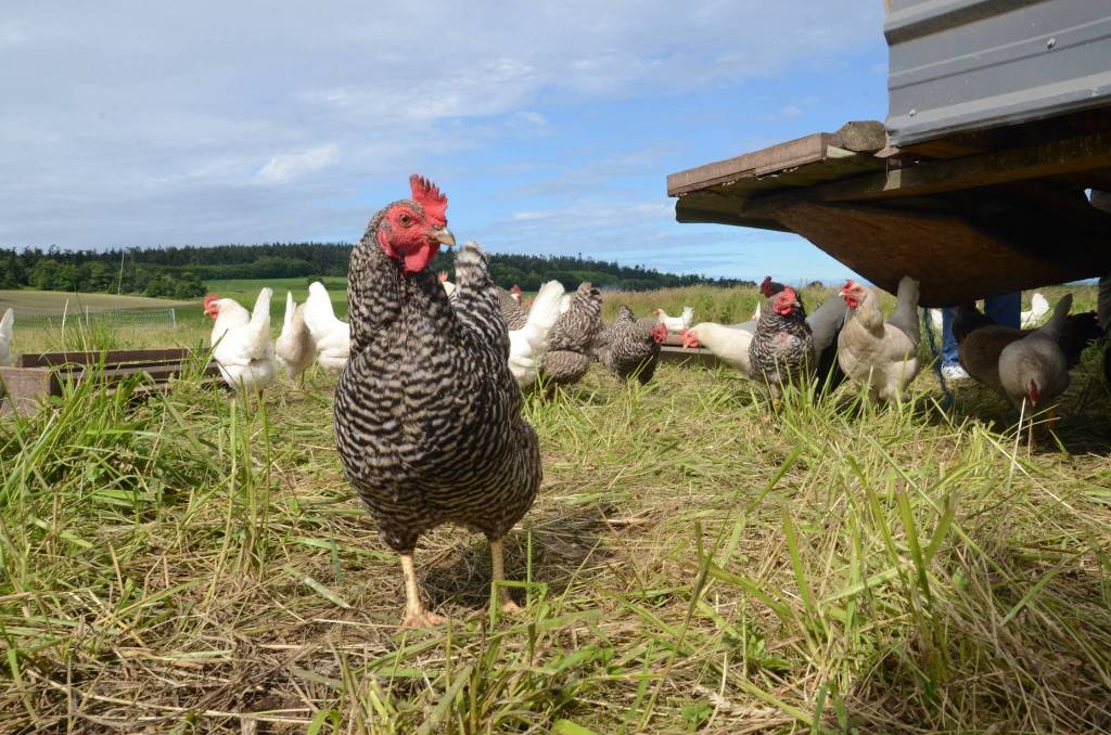 Rooster
Photo by Ron Newberry