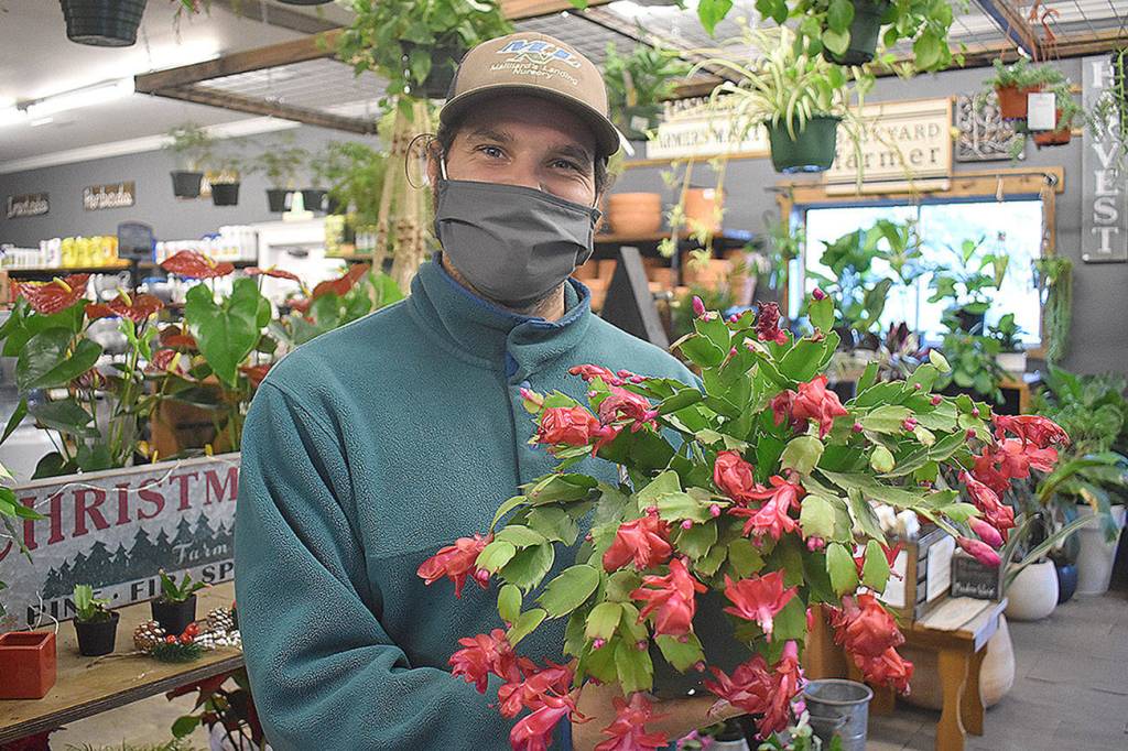 Nolan Mailliard from Mailliards Landing Nursery in Oak Harbor said Christmas cacti and other indoor plants are great gifts this holiday season. Photo by Emily Gilbert/Whidbey News-Times