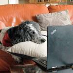 Reading to dog