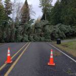 A fallen tree blocked both lanes of East Harbor Road on South Whidbey on Wednesday, Jan. 13. Photo by Diane Jhueck