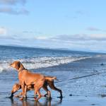 Chessie and Calamity, with owner Bill Hoff of Missoula, Mont., touched the ocean for the first time at Fort Ebey State Park near Coupeville. The park is one of 28 that the Navy has identified as a training site in its expanded proposal. Photo by Emily Gilbert/Whidbey News-Times