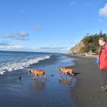 Photo by Emily Gilbert
Chessie and Calamity of Missoula, Montana touched the ocean for the first time at Fort Ebey State Park, according to owner Bill Hoff. The park is one of 28 state parks the Navy has identified as a training site in its new proposal.
