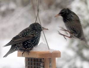 Debbie Jackson photo of European starlings at home in Penn Cove.