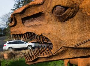 A Tyrannosaurus rex appears to eat a car at a home owned by Burt Mason and Mary Saltwick in Freeland on Whidbey Island. (Andy Bronson / The Herald)