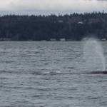 Photo by Dori Dace
Dori Dace caught an encounter with the gray whales as early as Feb. 28 near Hidden Beach in Greenbank.