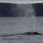 Photo by Dori Dace
Dori Dace caught an encounter with the gray whales as early as Feb. 28 near Hidden Beach in Greenbank.